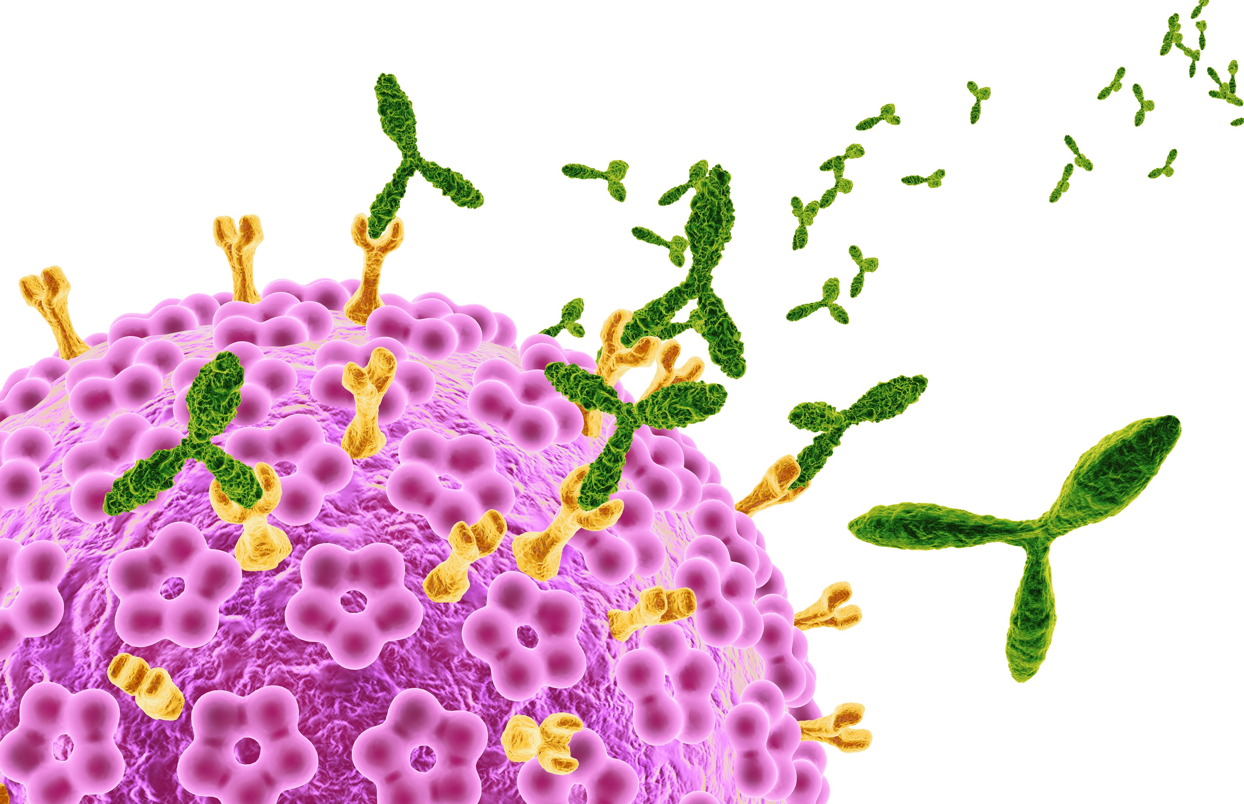 Abs binding cell - purple cell, green mAbs