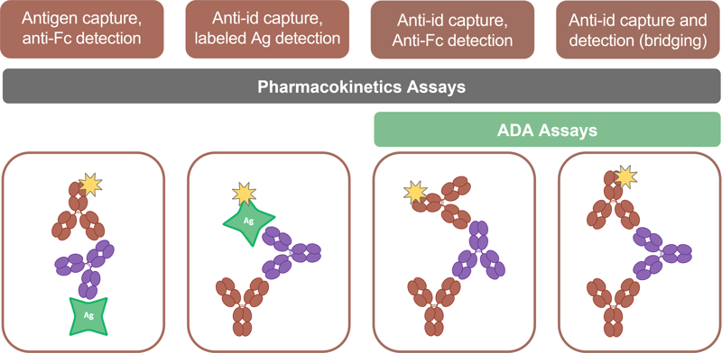 assays supported by anti-id_2