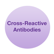 cross reactive-2